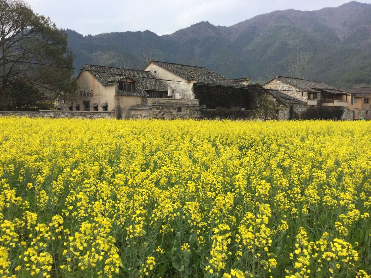 Pig's Inn at Huangshan